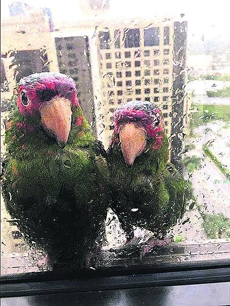 Papoušci prosili o pomoc u okna.