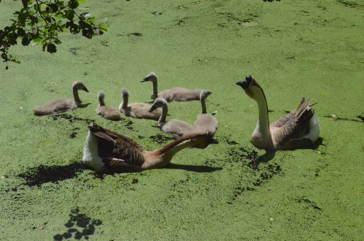 Husy labutí se ve volné přírodě dožívají více než dvaceti let.