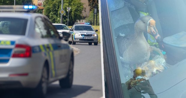 Opilý řidič v Pardubicích vezl nezvyklou spolujezdkyni: Huse dal i klíčky od auta