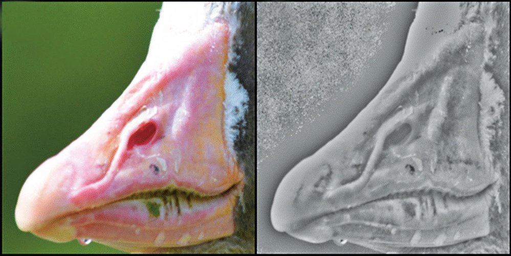 Vlevo normální fotografie zobáku, vpravo počítačem upravená tak, aby vynikly charakteristické detaily