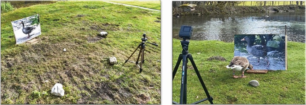 Vlevo: Umístění fotografie husy v životní velikosti u krmítka, kameny označují vzdálenost 1 a 2m od krmítka. Vpravo: Dospělá husa se krmí v těsné blízkosti fotografie spřátelené kolegyně