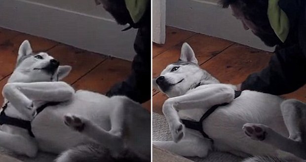 Roztomilé psí kusy: Husky nesnáší svou boudu tak moc, že se naučil říkat NE!