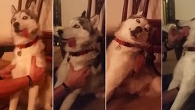 Nebohý husky doplatil na sežrání marihuanových koláčků.