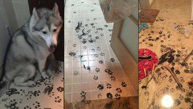 Husky nadělal během tří hodin doma o samotě neuvěřitelnou spoušť.