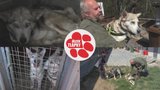 Z „kostřiček“ psi pohodáři: Zachránění husky po smrti tyrana čekají na nový domov