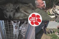 Z „kostřiček“ psi pohodáři: Zachránění husky po smrti tyrana čekají na nový domov