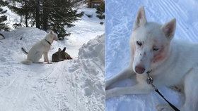 Husky na sjezdovce v Rakousku ulovil laň a před zraky lyžařů ji rozsápal. 