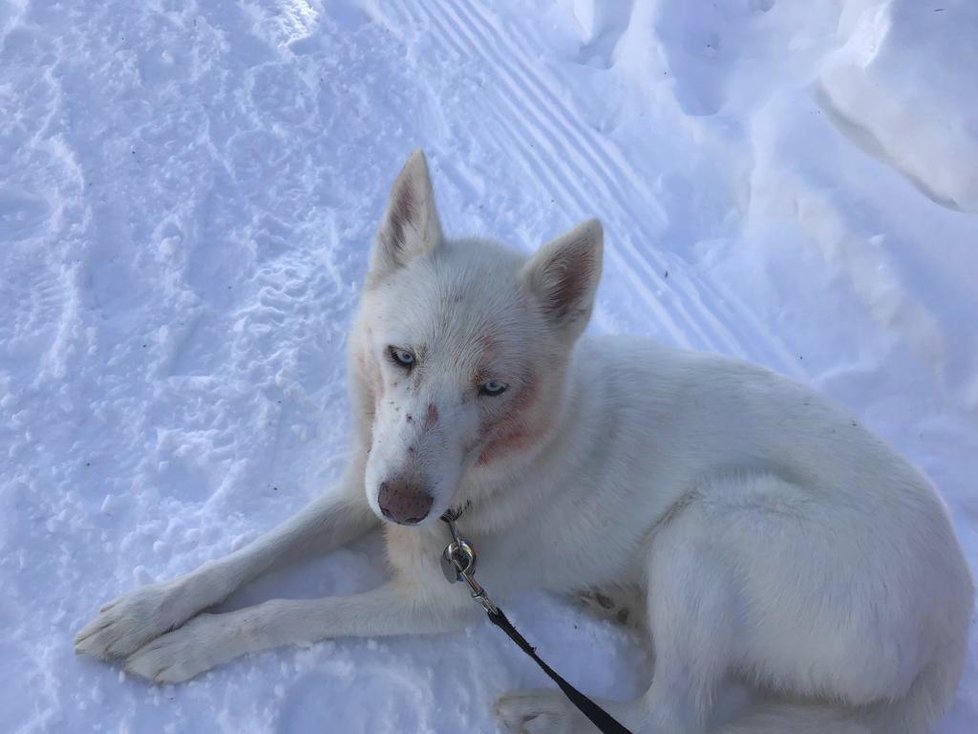 Husky na sjezdovce v Rakousku ulovil laň a před zraky lyžařů ji rozsápal. 