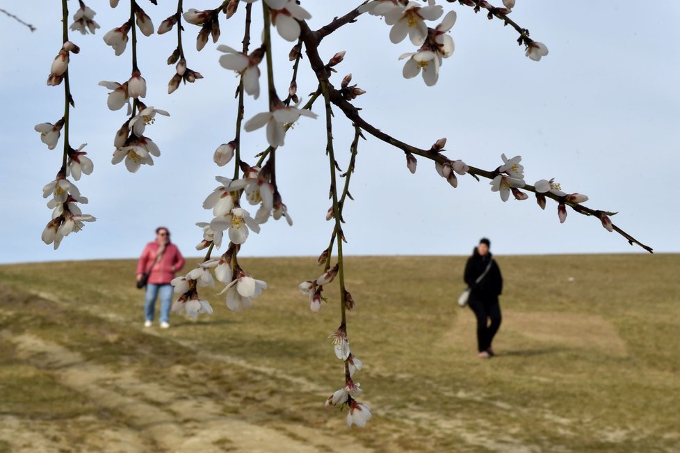 U Hustopečí na Břeclavsku kvetou v těchto dnech mandloňové sady.