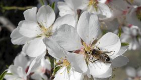 Včely mají napilno, v mandloňových sadech musejí opylovat stovky tisíc květů.