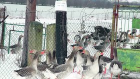 Tisíce hus musí být utraceny kvůli ptačí chřipce