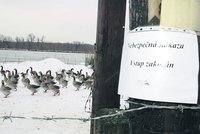 Ptačí chřipka udeřila na farmu u Českých Budějovic!