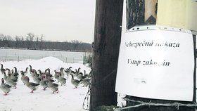 Ptačí chřipka se objevila na farmě v Třebíně u Českých Budějovic!