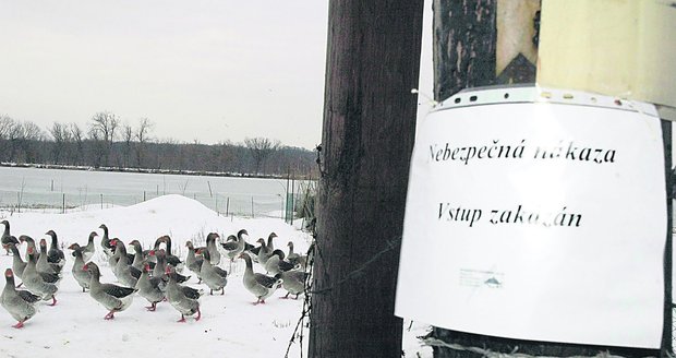 Ptačí chřipka se objevila na farmě v Třebíně u Českých Budějovic!