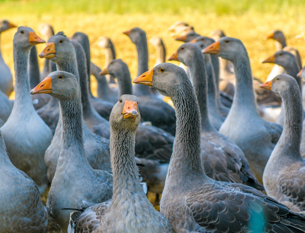 Vyhlášenou oblastí produkující foie gras je Périgord, kde se chovají i husy