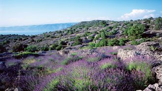 Chorvatský ostrov Hvar je domovem nejvoňavější levandule v celém Středomoří