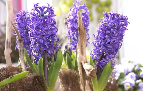 Květinový dekor: Motýl jara hyacint