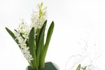 Pěnovou hmotu důkladně navlhčete a vložte ji do ozdobné misky. Na jedné straně hmoty zasuntě bílý hyacint.