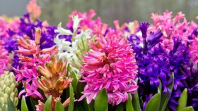 Hyacinty nevyhazujte! Ozdobí vám zahradu