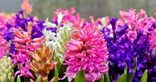 Hyacinty jsou nádhernou ozdobou