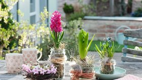 Jarní dekorace z hyacintů na stůl, dveře i terasu