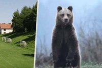 Hrůza kousek od rodinných domů: Medvěd napadl pejskaře!