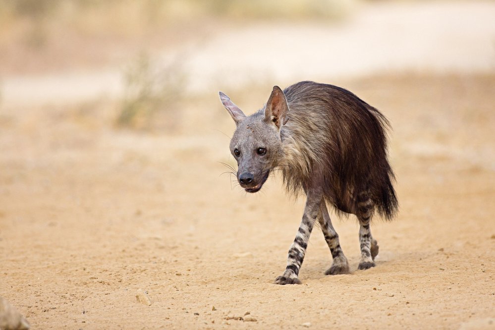 Od jiných druhů hyen se hyena čabraková liší tím, že větší tělo nemají samice, ale samci