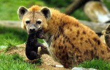 Hyena v Zoo Na Hrádečku se pyšní potomkem: Holka, nebo kluk?