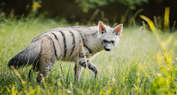 Naprostá chovatelská bomba! Mláďata hyenek se narodila ve Dvoře Králové