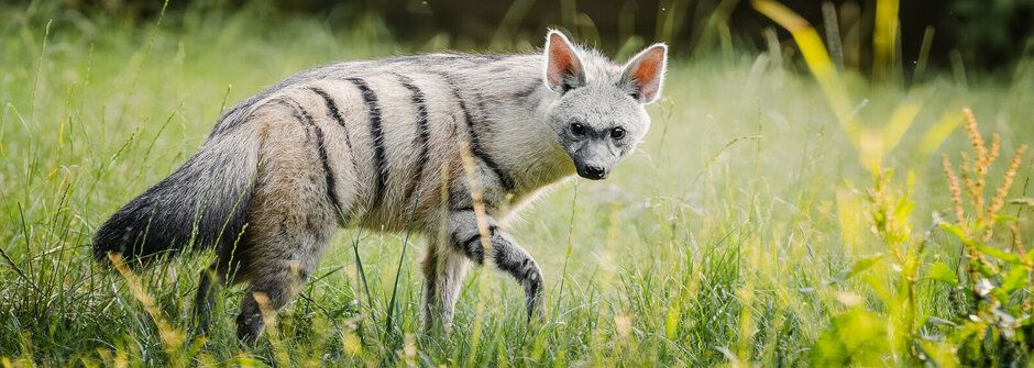 Naprostá chovatelská bomba! Mláďata hyenek se narodila ve Dvoře Králové