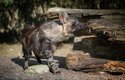 Hyena čabraková dostala jméno podle "čabraky" - dlouhé srsti na hřbetě
