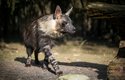 Nová obyvatelka safari parku, hyena čabraková