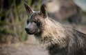 Hyeny čabrakové ve Dvoře Králové, jsou mladé, pouze dvouleté