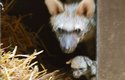 Samice hyenky hřivnaté s mládětem - vzácný záběr z porodního boxu