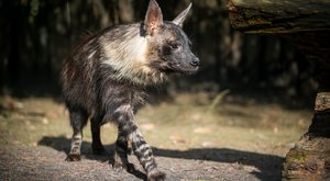 Český Safari Park má unikát: Chová všechny čtyři druhy hyen!