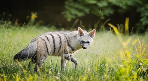 Naprostá chovatelská bomba! Mláďata hyenek se narodila ve Dvoře Králové