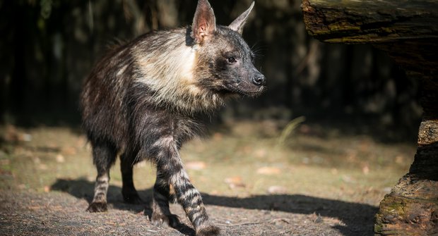 Český Safari Park má unikát: Chová všechny čtyři druhy hyen!