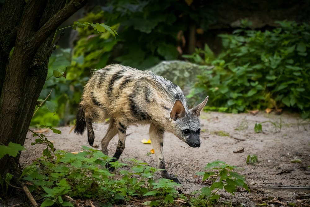 Hned vedle hyen čabrakových mohou návštěvníci vidět neméně vzácné hyenky hřivnaté