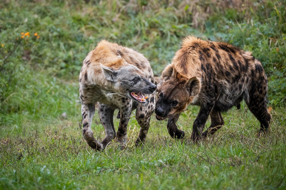 Hyeny skvrnité jsou nejrozšířenějším druhem hyen
