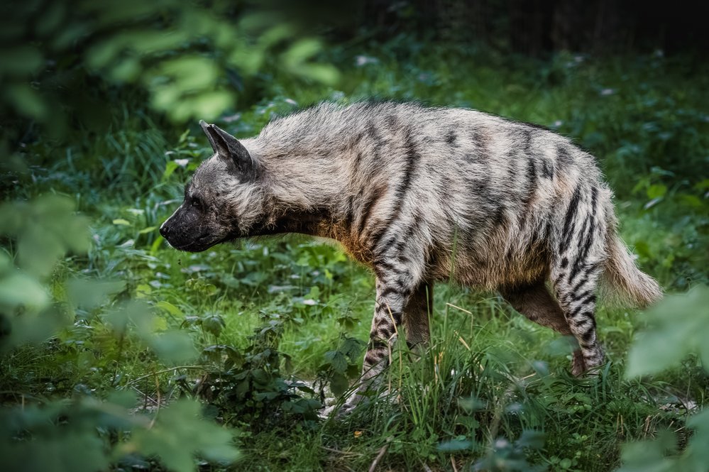Hyena žíhaná dostala české jméno podle svého typického zbarvení