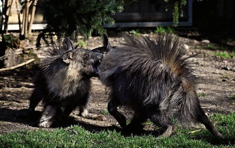 Při šarvátkách působí pár hyen děsivě. Tento dojem ještě více umocňuje naježená dlouhá srst.