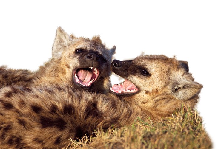 Hry hyen skvrnitých (Crocuta crocuta) připomínají rvačku, smíchem se ujišťují, že je to jen jak