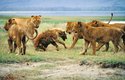 Osamělá hyena, kterou zaskočila smečka lvic, má smůlu, lvice ji zabijí