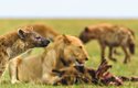 Hyeny skvrnité a lvi jsou potravní konkurenti, obývají stejné prostředí a živí se stejnou potravou