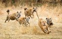 Hyeny si troufnou jen na lvice, a to ještě jen tehdy, když mají početní převahu