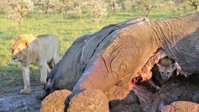 Hyena se schovává do torza slona, lev už brousí kolem.