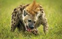 Hyena skvrnitá s mohutnými čelistmi