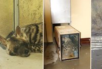 Jihlavská zoo získala další prvenství: Chová arabský druh hyen žíhaných!