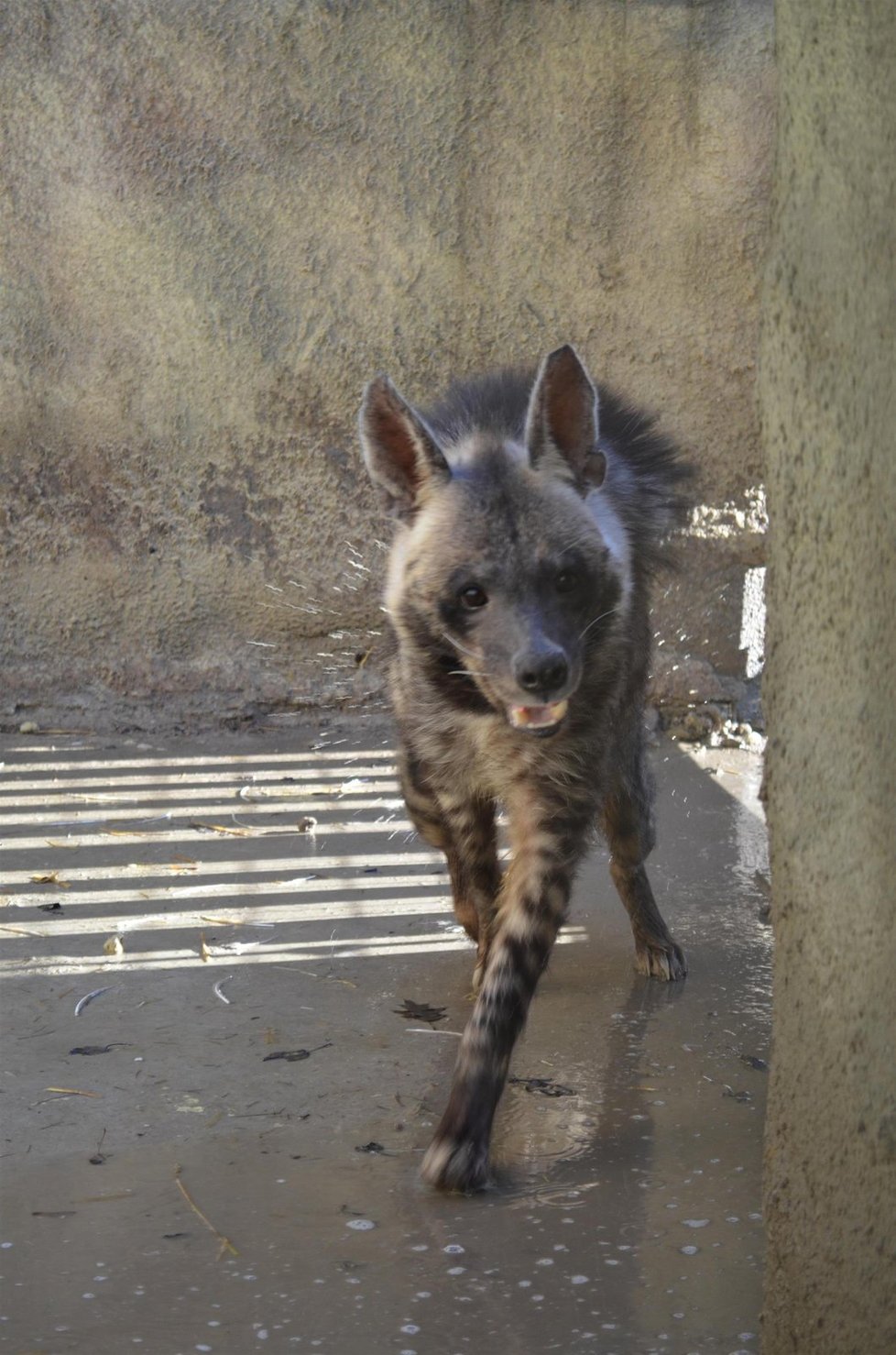 Hyeny arabské chovají v Evropě jen tři zoo.