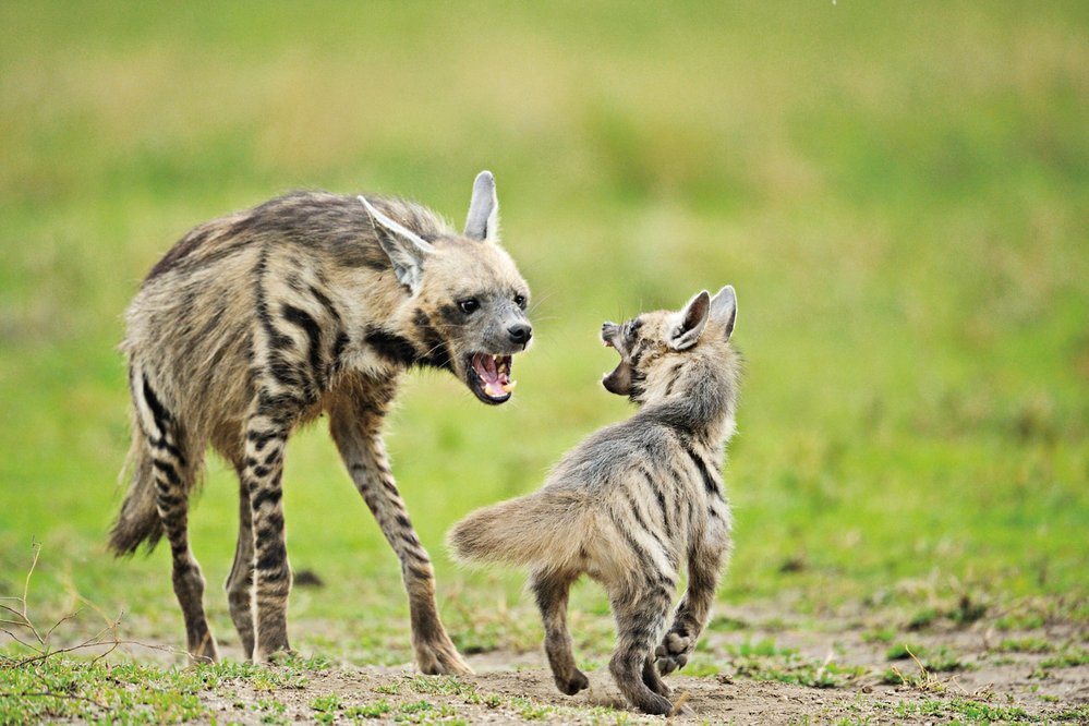 Hyena žíhaná je jediný druh hyeny, který žije nejen v Africe, ale také v Asii